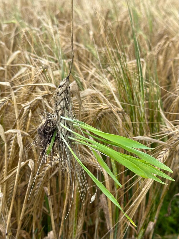 Close-up of a sprouting barley stalk with green grass blades entangled among the golden barley in a field.