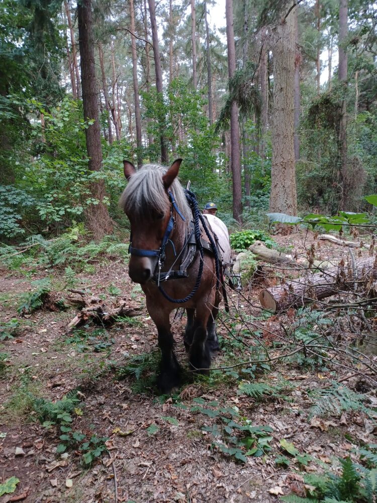 Brown draft horse with a light mane standing in a dense forest clearing surrounded by fallen branches and tall trees.