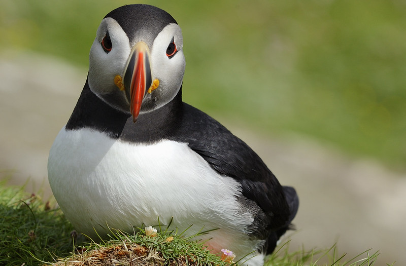 Puffin
