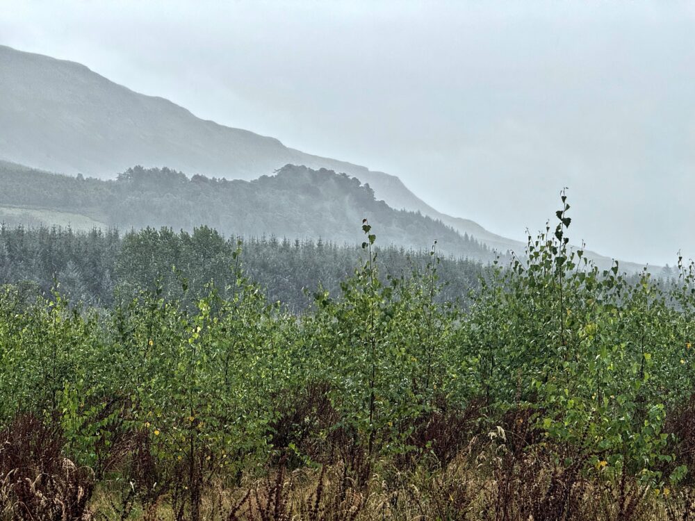 Mist-covered mountains rise behind dense green forest under an overcast sky.