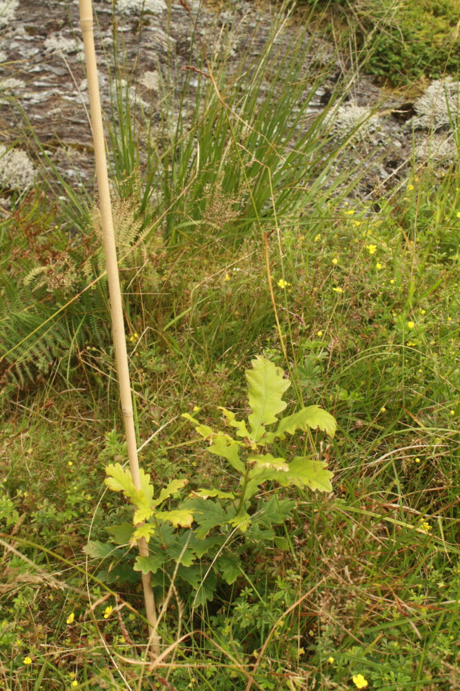 native woodland sapling planted with stake in grassland