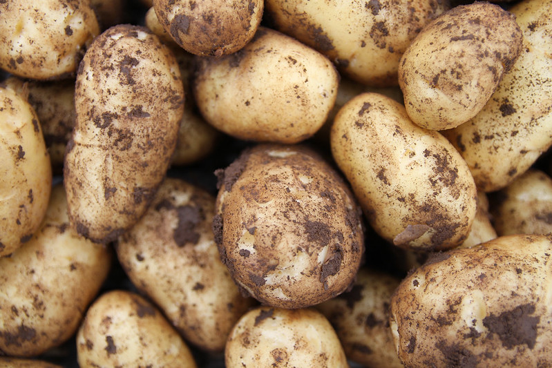 Close-up of multiple dirt-covered potatoes freshly dug from the ground.