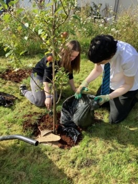 High school pupils in school uniform planting an apple tree