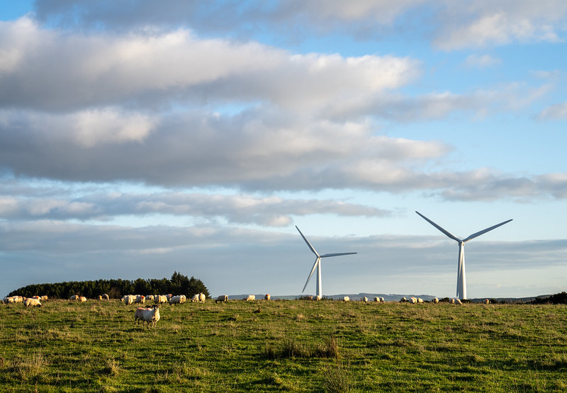 Wind turbines in a field of grazing sheep