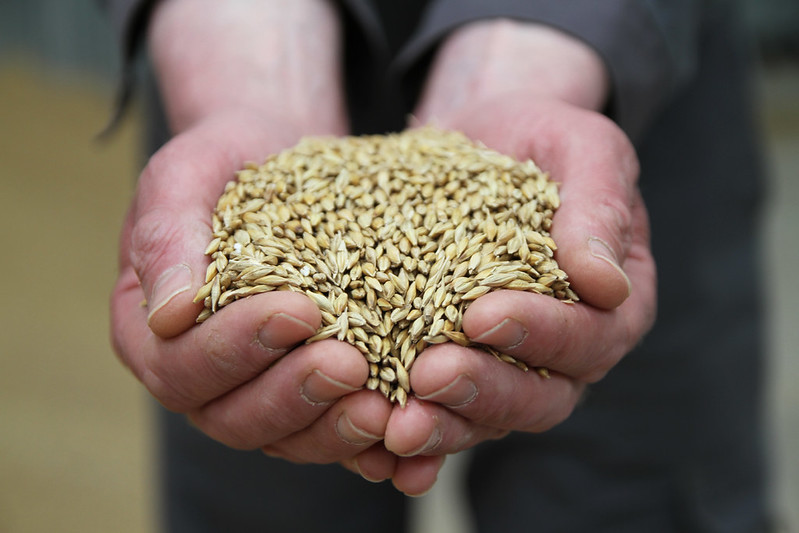 close up of cupped hands holding winter barley