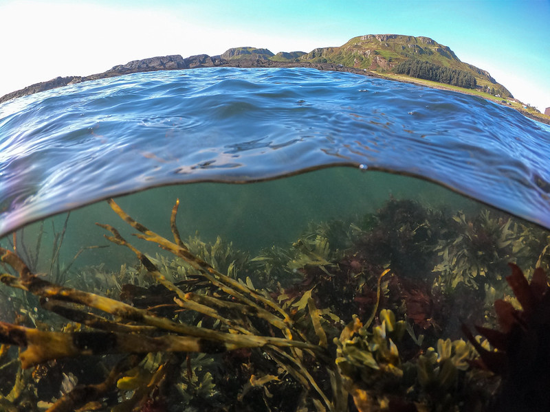 Split view of clear ocean water showing underwater seaweed and a rocky coastline under a bright sky.