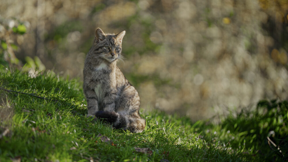 A wildcat sitting alert on a grassy patch with a blurred natural background.