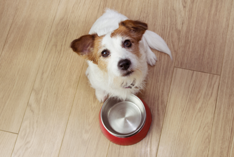 Small white dog with brown ears looking up over empty food bowl.