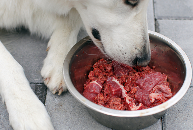 White dog eating raw food from a silver couloured bowl
