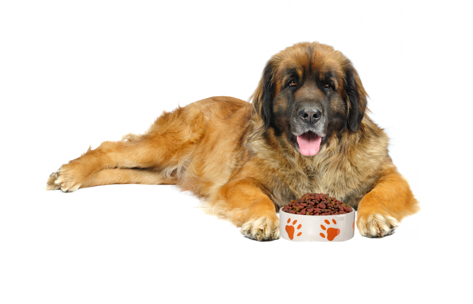 Large golden dog with black face lying down with bowl of dry dog food