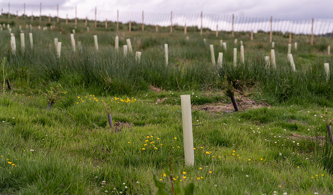 plantation of young tree saplings in protective sleeves on rising ground