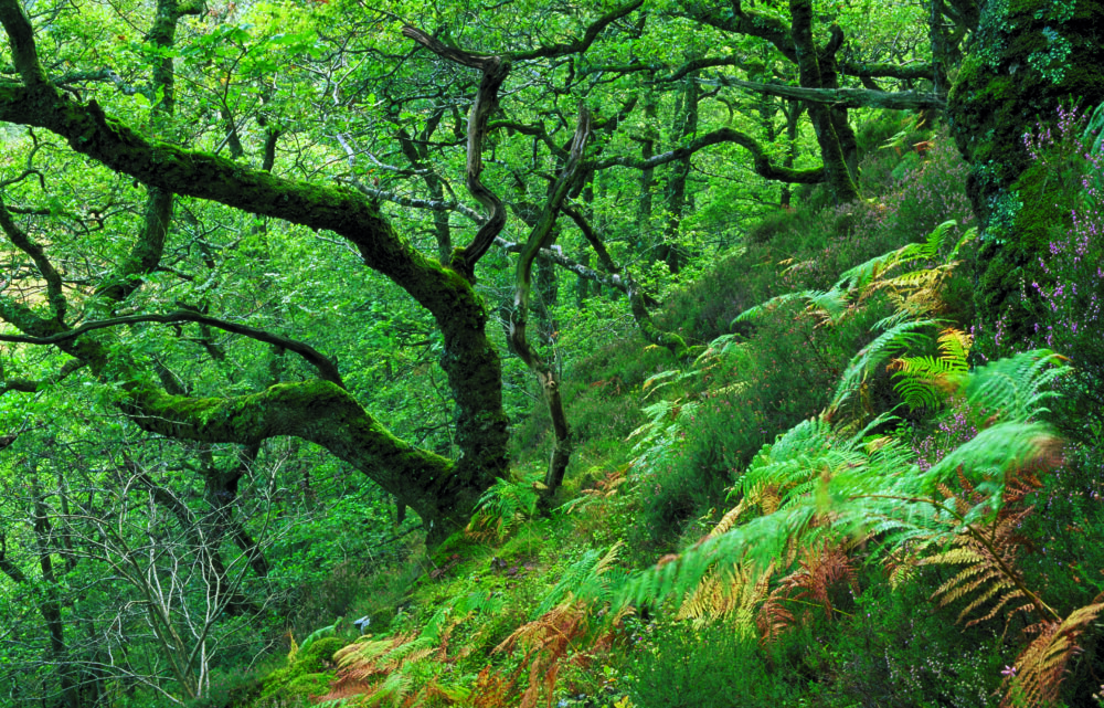 Rainforest Rural Over £1.76 million for Scotland’s internationally important rainforest ...