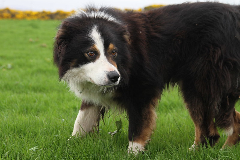 working sheepdog in vibrant green grassy field