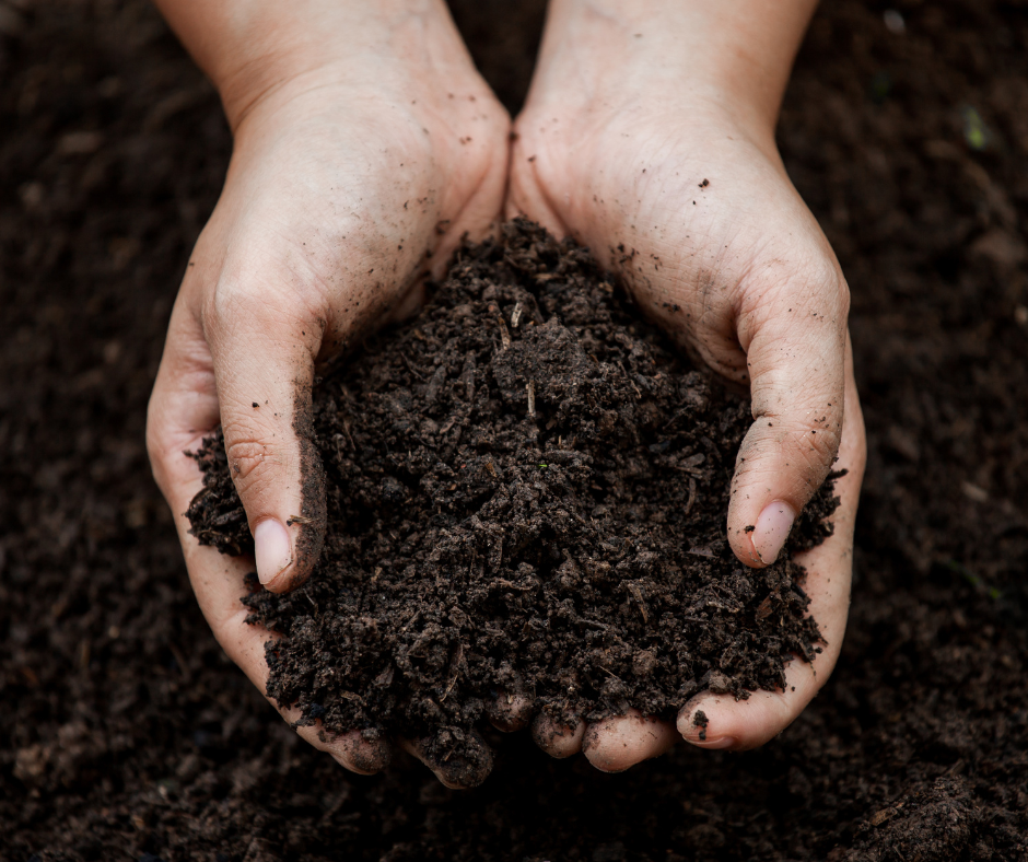 Close up of cupped hands holding healthy soil