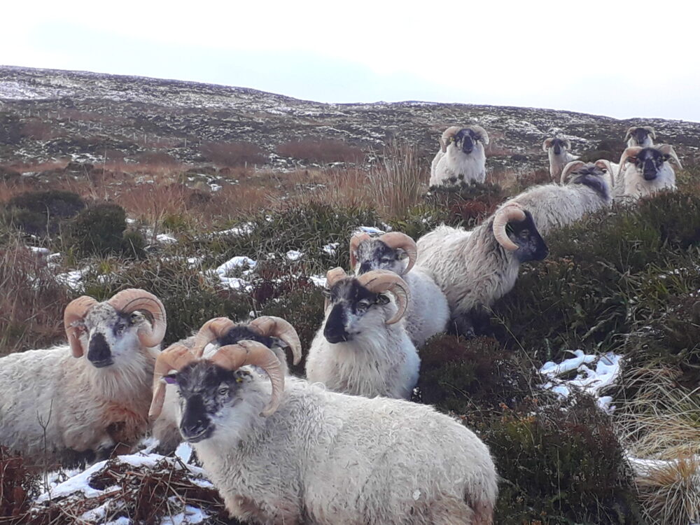 Several white sheep with curled horns scattered across a snowy hillside with sparse vegetation.
