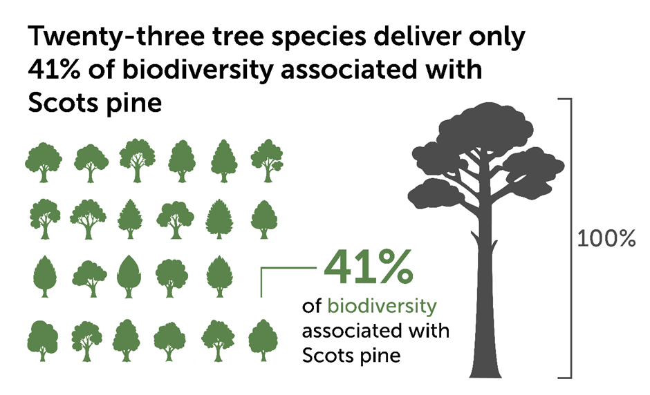 Illustration showing 23 tree species representing 41% of biodiversity linked to Scots pine, with a large Scots pine tree symbolizing 100%.