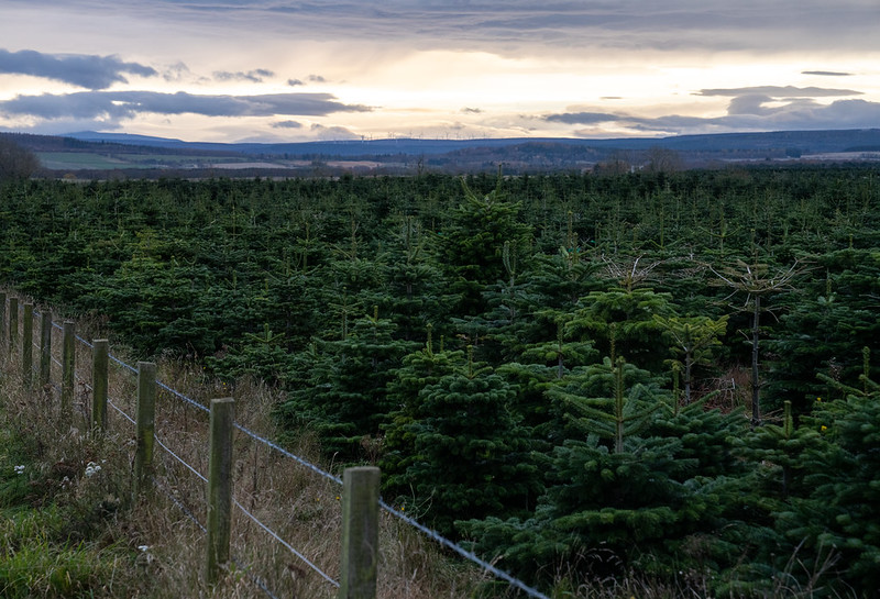 Dense rows of evergreen trees stretch across a field under a cloudy sky at dusk.