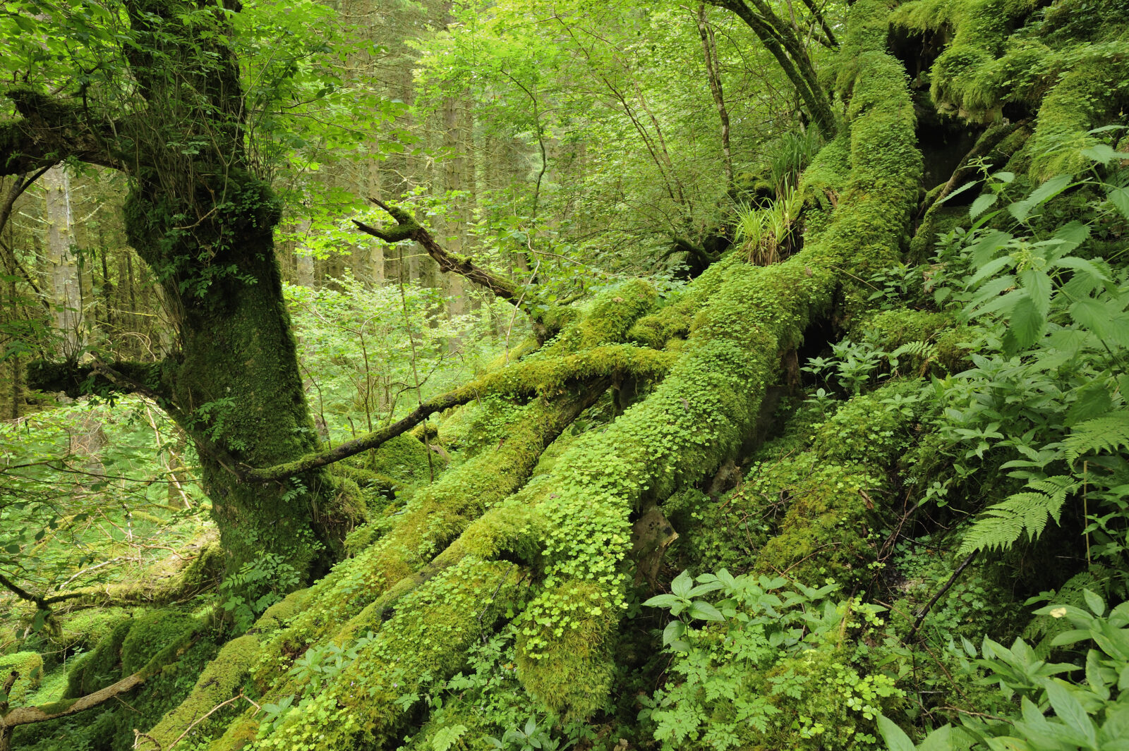 Rainforest Rural Over £1.76 million for Scotland’s internationally important rainforest ...