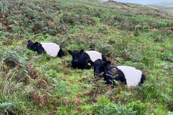 three black and white cows grazing in bracken