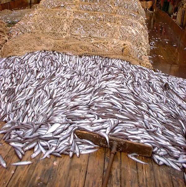 Large haul of small silver fish spilling from a fishing net onto the wooden deck of a commercial fishing boat.