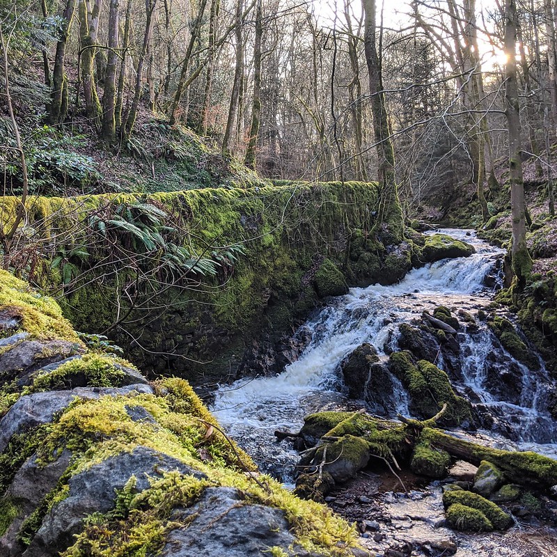 A forest burn cascades over moss-covered rocks under bare trees with sunlight filtering through.