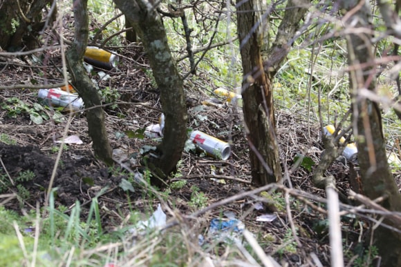 Empty beer cans scattered among trees and bushes in a forested area with green undergrowth.