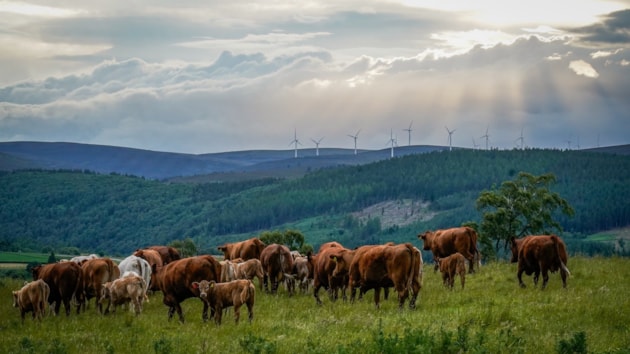 Herd of brown and white cows grazing on a green hillside with wind turbines and cloudy sky in the background.