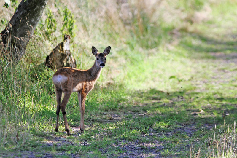 A young deer standing alert on a sunlit forest path surrounded by green grass and trees.