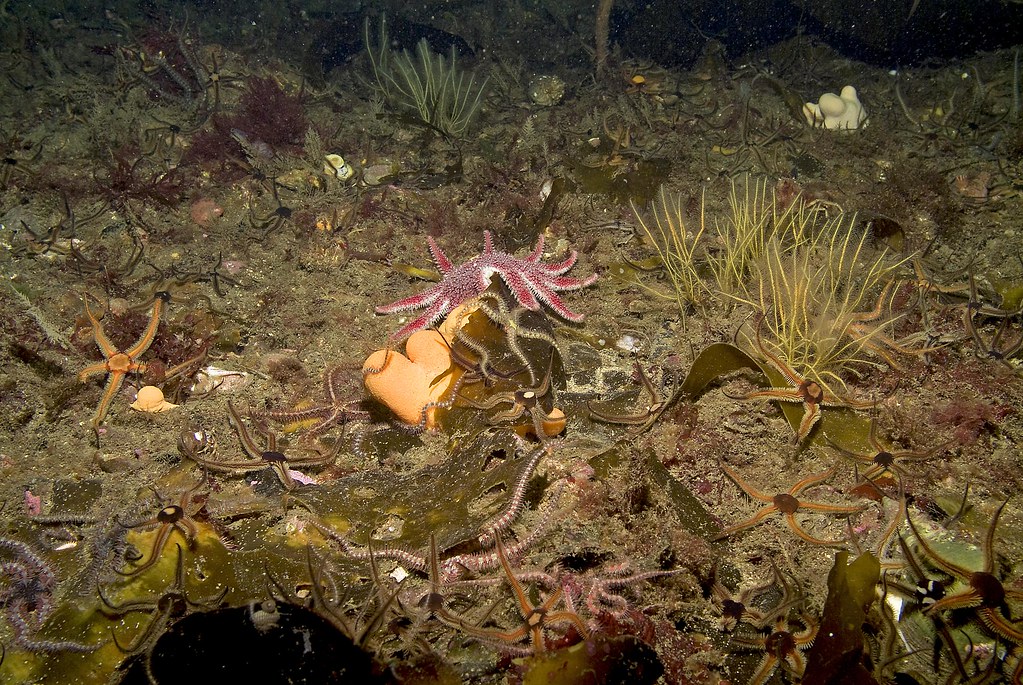 Flame Shells Flame shell beds make full recovery after Marine Protected Area ...