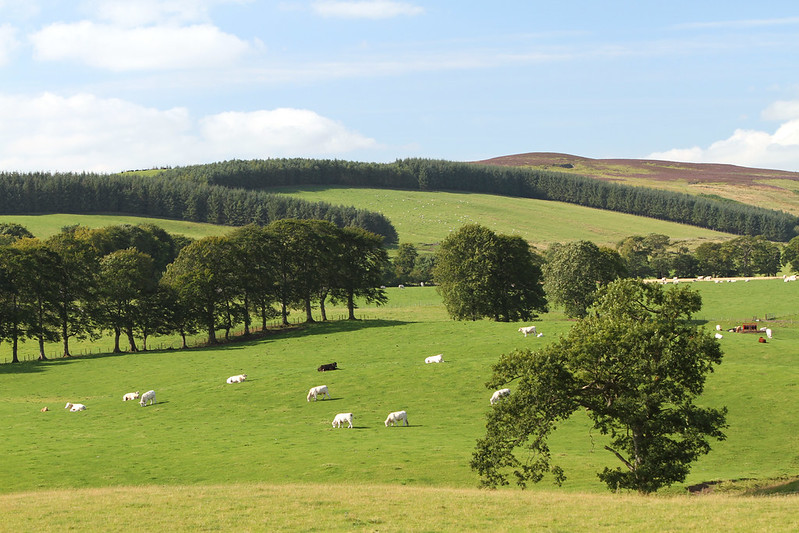 Green pasture with scattered white cows grazing under a partly cloudy blue sky and rolling hills in the background.