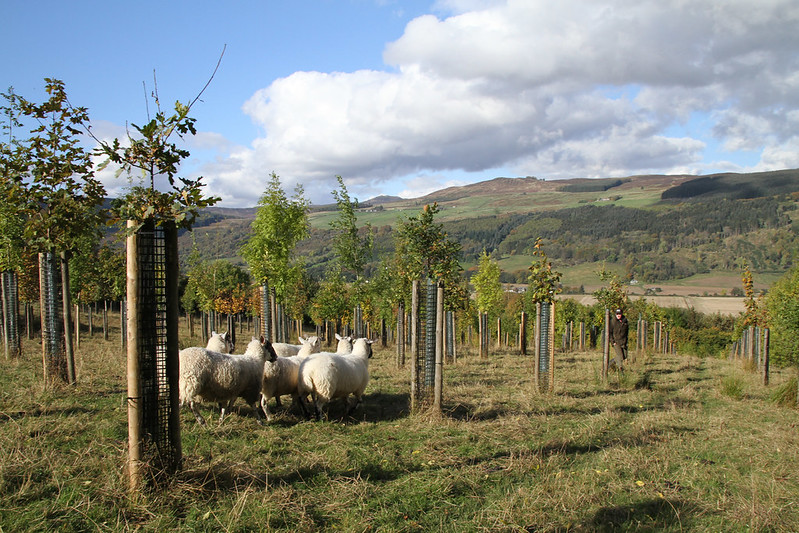 A small flock of sheep grazing among young trees in a grassy field with rolling hills and a partly cloudy sky in the background.