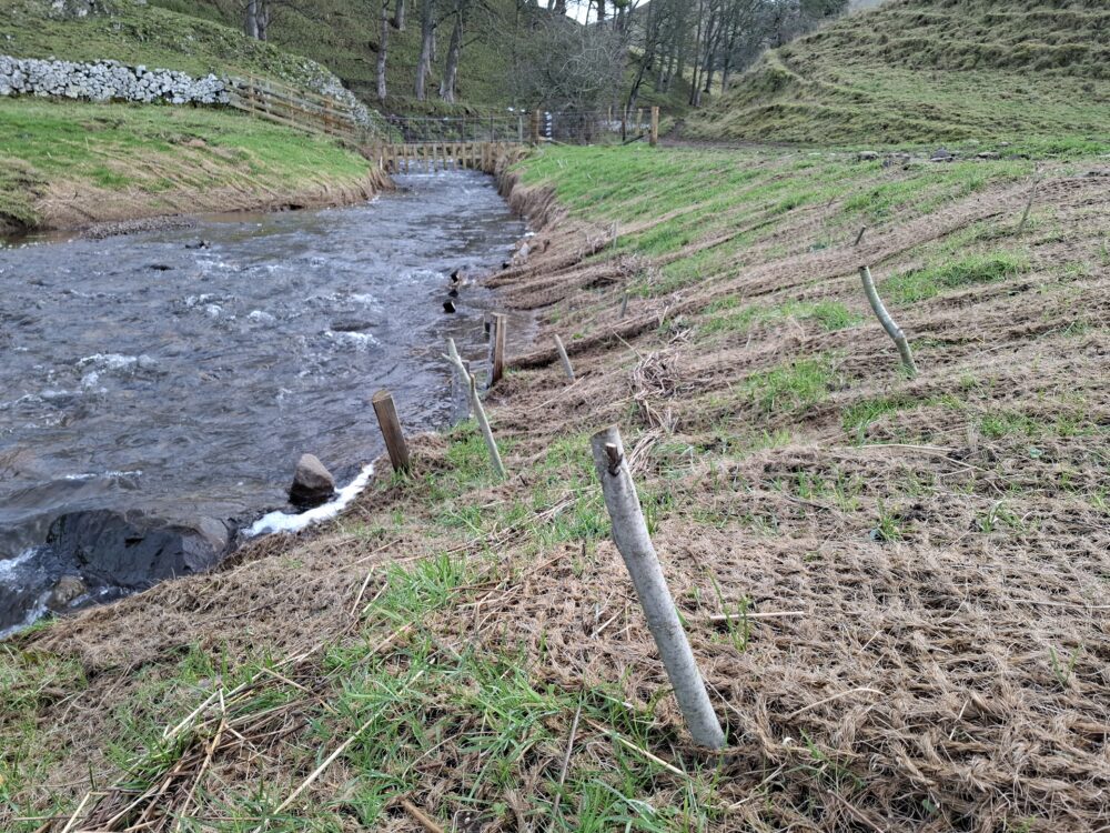 A gently flowing stream bordered by grassy banks with wooden stakes and erosion control mesh on a hillside.