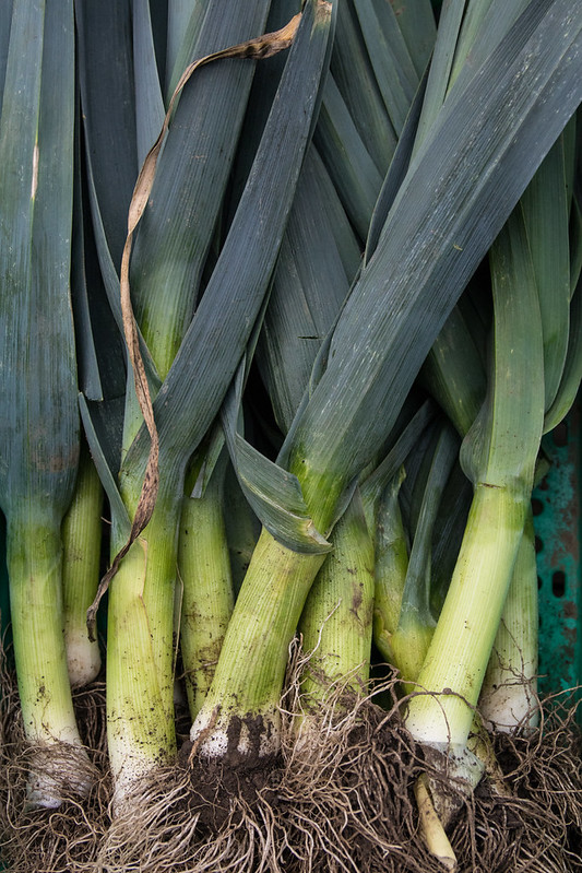 close up of freshly harvested leeks