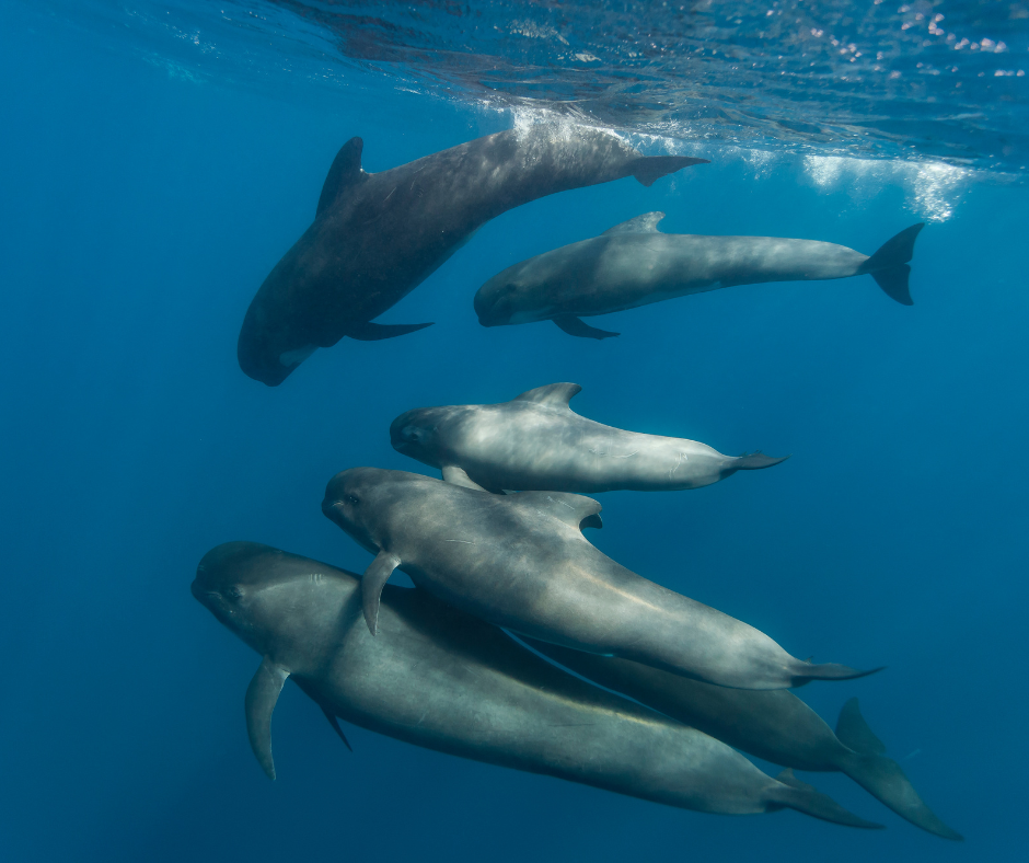A pod of six pilot whales swimming closely together underwater in clear blue ocean.
