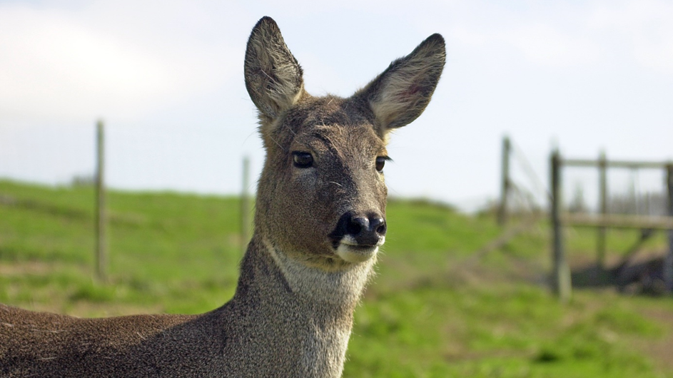 Close-up of a young deer with large ears standing in a grassy field near a wooden fence under a cloudy sky.