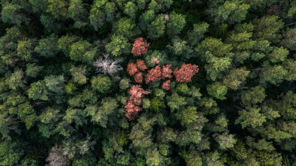 Aerial view of dense green forest with a cluster of trees showing vibrant red and one white leafless tree in the centre.