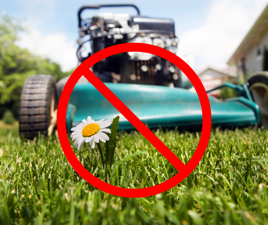 Close-up of a single daisy flower in green grass with a lawn mower blurred in the background and a red prohibition symbol overlay.
