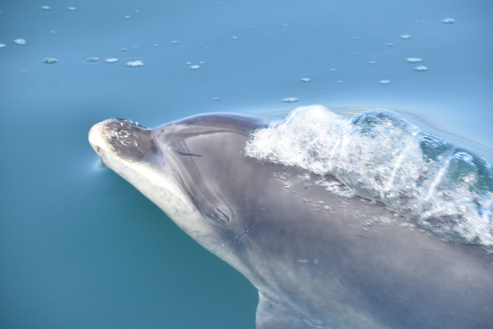 Bottlenose dolphin surfacing
