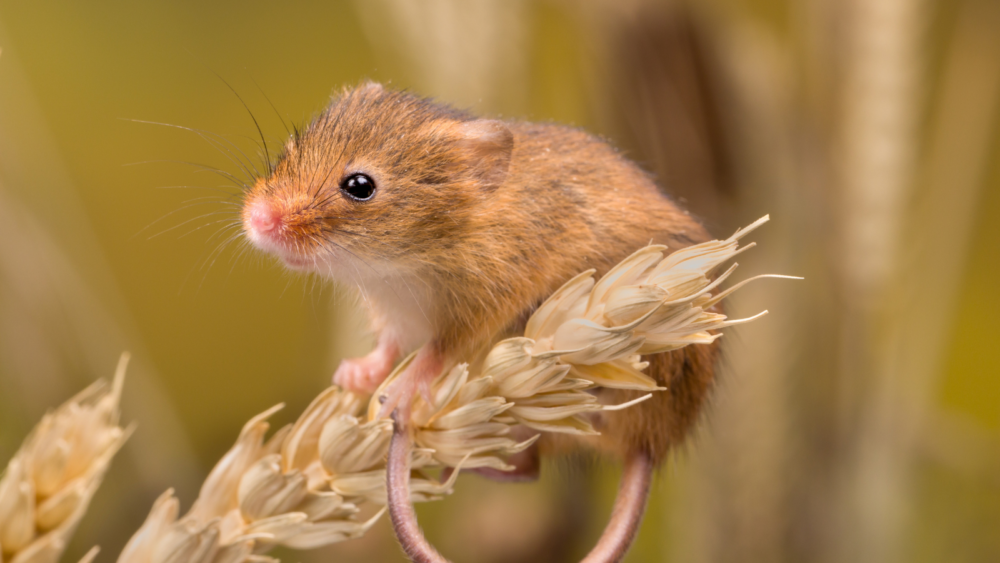 Harvest Mouse on Wheat Ore
