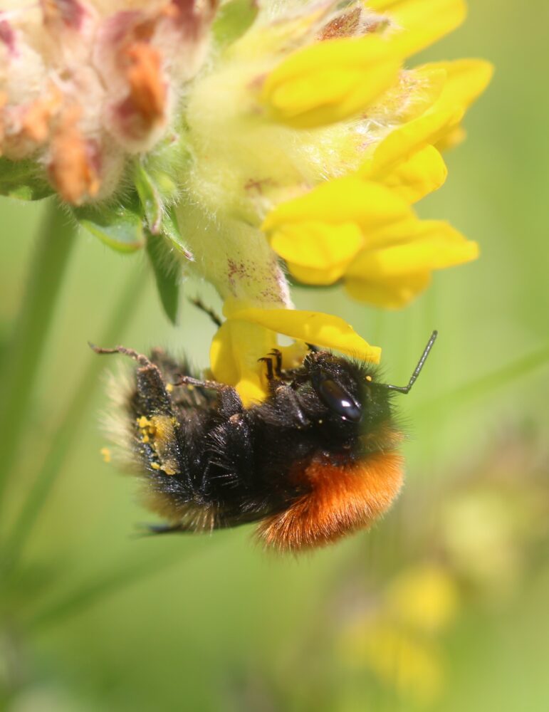 Close up of bee on machair flower