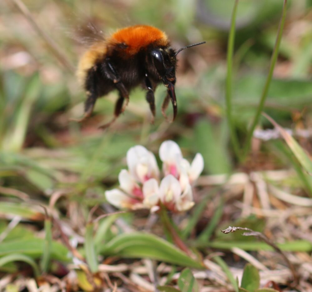 Close up of bee on machair flower