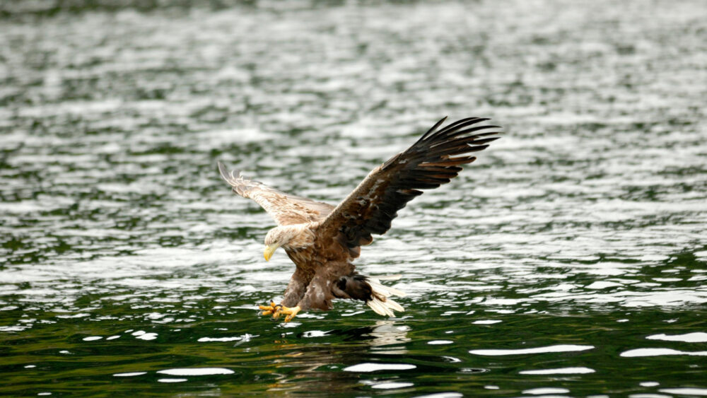 Adult White-tailed eagle in flight over water
