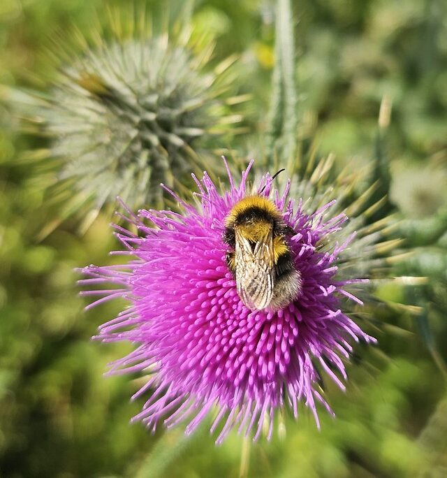 Bee on a thistle
