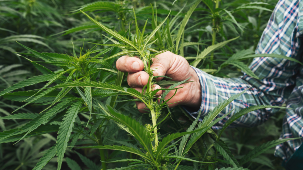 Examining Industrial Hemp