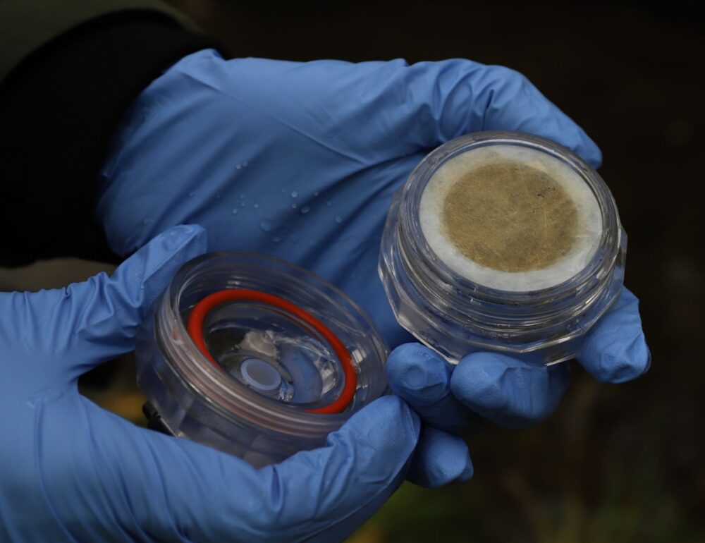 Close-up of blue-gloved hands examining a sealed petri dish containing a circular mold colony.