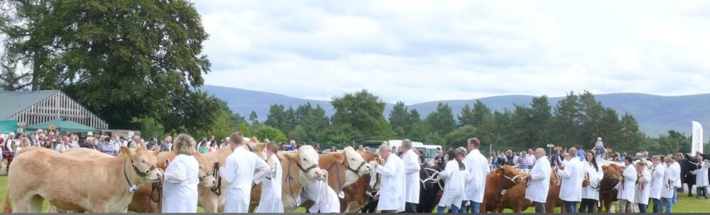 Numerous show ready cattle held by people in white lab coats in a show field with mature trees in the background under a pale blue sky with white clouds