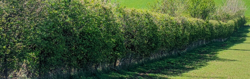 dense planted hedging running downhill in a grassy field with green hills in the distance