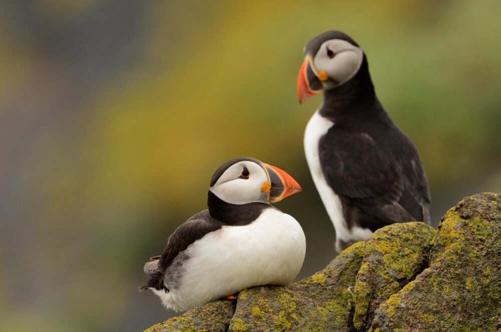 Two puffins perched on a rock.
