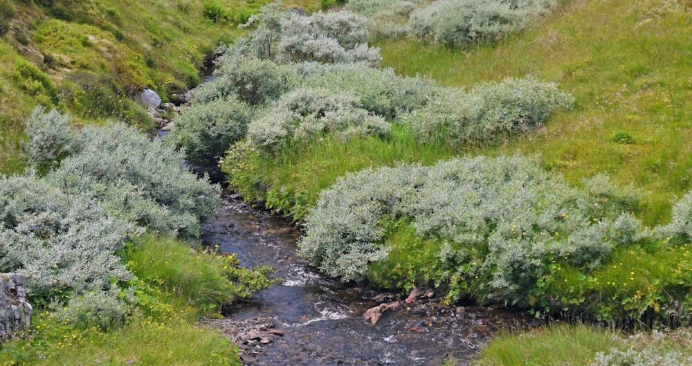 A narrow stream flowing through lush green grass and dense silver-green shrubs in a serene natural landscape.