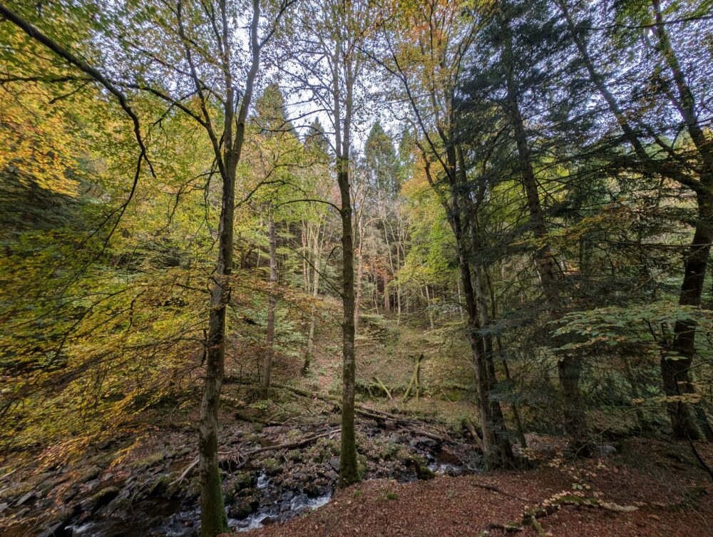 Autumnal trees with small burning running through the woods